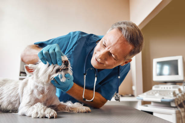 Best Broken or Chipped Tooth Repair in Fort Bragg, CA